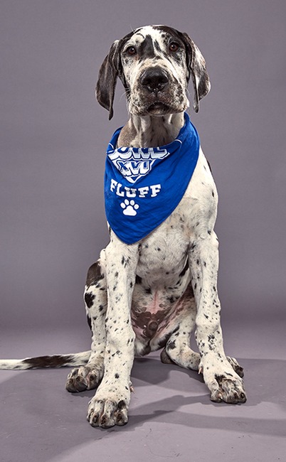 Puppy Bowl XVI